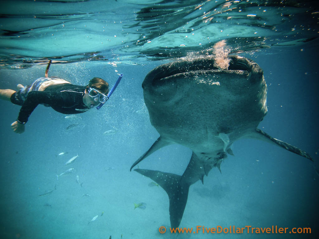 Tom_Whale_Shark_Philippines